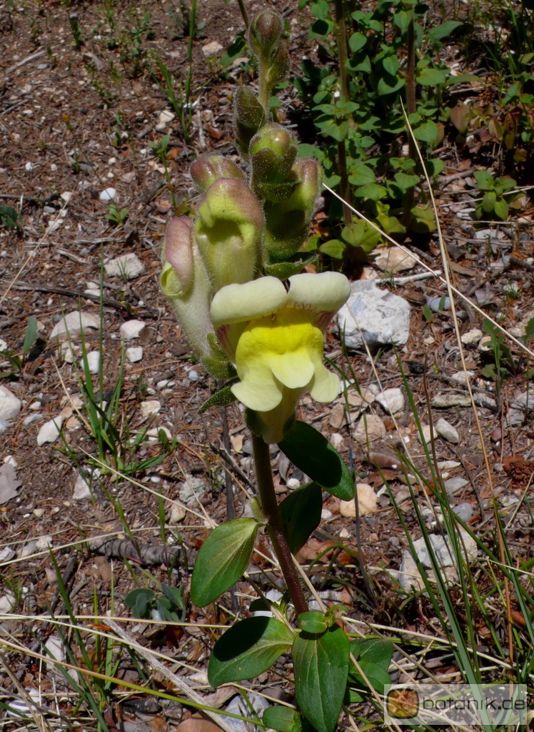 Antirrhinum latifolium -- Breitblättriges Löwenmaul